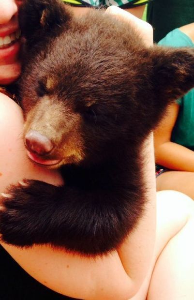 Boo Boo the bear cub